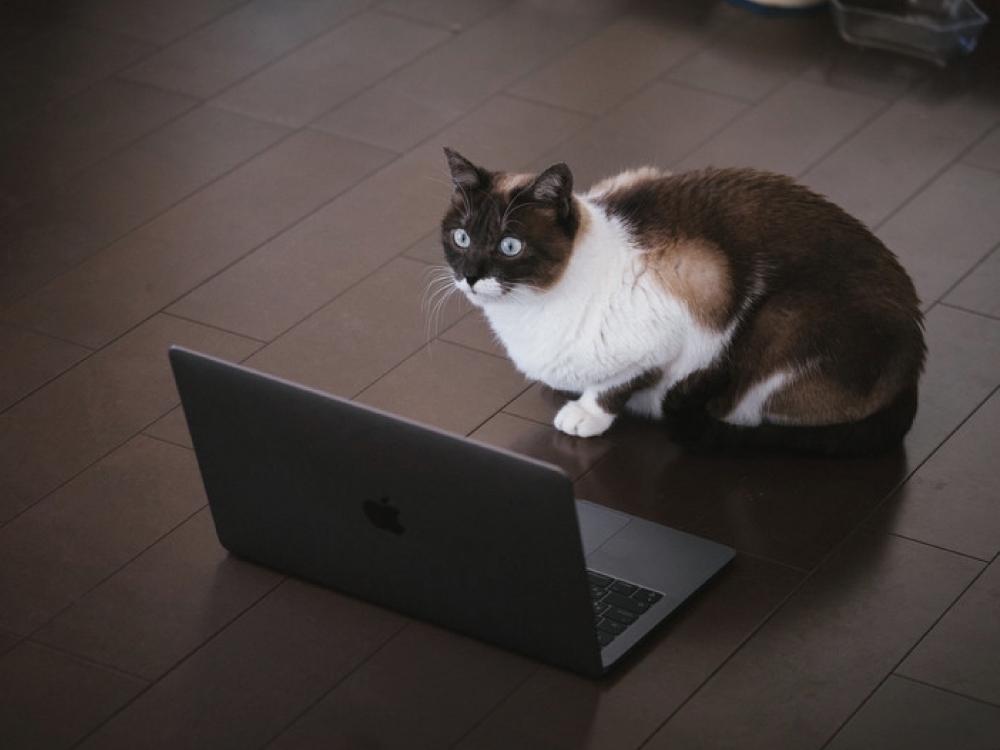 一隻貓盯著筆電象徵網路訊息無所不在的照片